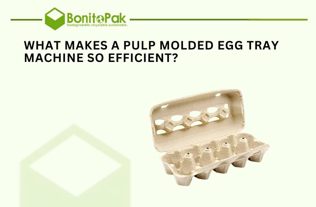 What Makes a Pulp Molded Egg Tray Machine So Efficient?